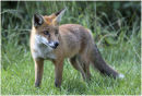 Young fox cub