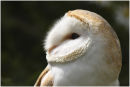 Pale breasted Barn Owl