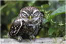 Little owl