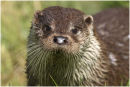 Otter