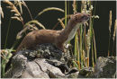 Stoat