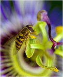 Passion Flower