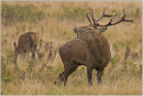 Stag calling