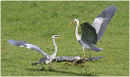 Herons
