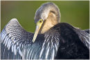Anhinga