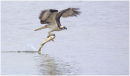 Osprey