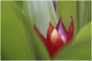 Hidden flower