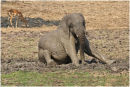 Young calf 