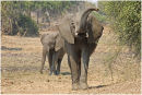 Elephants grazing