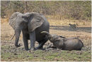 Mother and calf