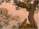 Lions and vultures at dusk
