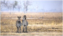 Zebra pair