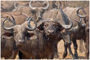 Buffalo herd