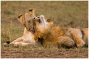 Affection