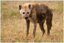 Lone Hyena