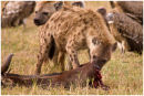 Hyena kill