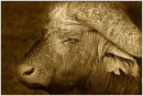 Buffalo