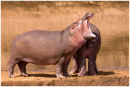 Head to tail