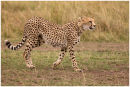 Cheetah hunting