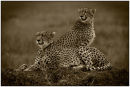 Cheetah cubs