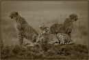 Shakirah & cubs