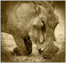 Warthog grazing