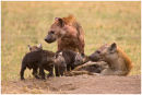 Hyena family
