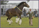 Frisky shire horse
