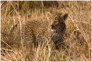 Leopard cub