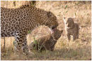 Leopard and cubs