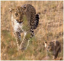 Leopard and her cub