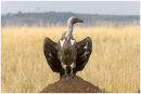Vulture