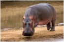 Hippo on land