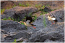 Egyptian Geese