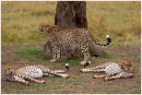 Cheetah brothers