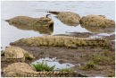 Crocodile feeding