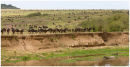 Wildebeest Migration