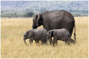 Mother and two calfs