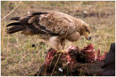 Eagle at a kill