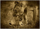 Mother and cub