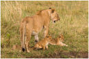 Lioness and her cubs