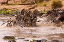 Zebra scare