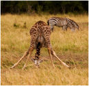 Giraffe feeding