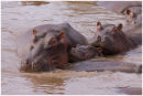 Hippo family