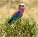 Lilac-breasted roller