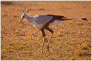 Secretary Bird