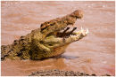 Crocodile with kill