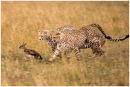 Cheetahs in action