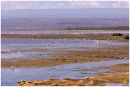 Flamingoes