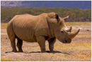 Black Rhino